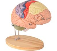 Modèle d'anatomie du cerveau humain, modèle de cerveau 2X grandeur nature, modèle de cerveau 3D détachable en 4 parties, for l'apprentissage médical de la recherche scientifique.