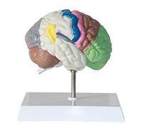 Modèle d'anatomie du Cerveau Humain modèle de partition Fonctionnelle du Cerveau Demi-Cerveau avec Couleur pour l'étude de la visualisation du modèle, Instruments de Laboratoire