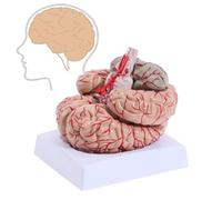 Modèle d'anatomie du Cerveau Humain, modèle du Cerveau Humain, modèle de Cerveau anatomiquement précis de Taille Naturelle, modèle d'enseignement du modèle de Cerveau anatomiquement précis