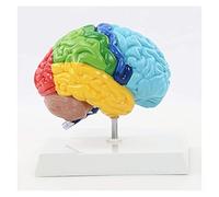 Modèle d'anatomie du cerveau humain - Zone fonctionnelle de l'hémisphère droit pour l'enseignement médical et l'éducation