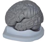 Modèle d'anatomie du Cerveau - Modèle d'anatomie du Cerveau Humain Modèle de spécimen Humain d'enseignement Modèle de Corps Humain Modèle de Cerveau Humain démonté Grandeur Nature