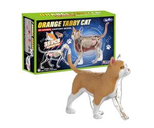 Modèle d'anatomie du chat, outil d'apprentissage vétérinaire 4D, cube d'étude des animaux, modèle de biologie éducative, aide en salle de classe pour enseignant, kit de référence de formation médicale