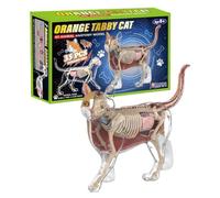 Modèle d'anatomie du Chat pour Aide d'apprentissage 4D