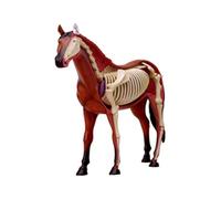 Modèle d'anatomie du cheval à vision 4D, biologie détachable, for la formation vétérinaire des cliniques vétérinaires, l'enseignement scolaire