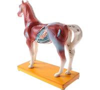 Modèle d'anatomie du Cheval d'acupuncture vétérinaire 114 Points d'acupuncture Biologie du Cheval 4D Modèle d'acupunctur