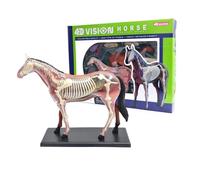 Modèle D'anatomie du Cheval en 26 Parties Détachable, Modèle Détaillé D'organes D'un Cheval Simulé, Idéal pour les Cliniques Vétérinaires et les Salles de Classe