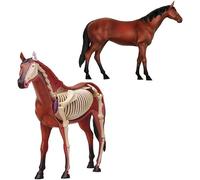 Modèle d'anatomie du cheval, modèle d'enseignement de l'anatomie biologique des organes du cheval, modèle animal 4D, organes détachables visuels et éducation partielle