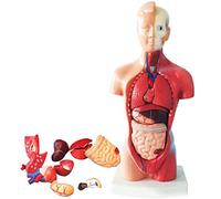 Modèle D'Anatomie du Corps du Torse Humain 28 Cm avec 15 Pièces Extractables Cœur Cerébral Viscéral Skeleton 11 Pouces, Modèle De Montage Anatomique 4D des Organes Humains