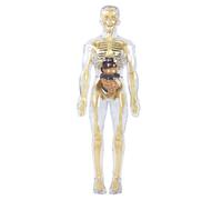 Modèle d'anatomie du corps humain éducatif transparent avec organes détachables, outil d'enseignement de la biologie