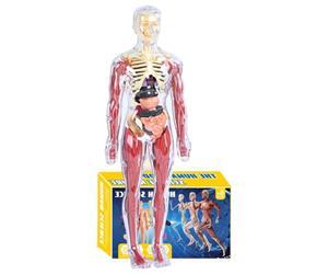 Modèle D'anatomie Du Corps Humain - Jouet Scientifique Éducatif ABS Et PP De 11,2 Pouces | Outil Interactif D'apprentissage Des Organes Pour La Décoration De L'école À Domicile, De La Maternelle, De L