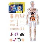 Modèle d'anatomie du corps humain pour 3D - Modèle d'anatomie du torse humain, jouet éducatif pour éducateurs scientifiques, étudiants, enseignants, salle de ole, maison