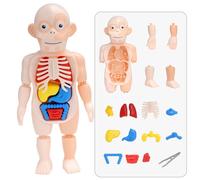 Modèle D'anatomie Du Corps Humain Pour Enfants,Puzzle 3d,Apprentissage Éducatif,Jouet Assemblé,Outil D'enseignement,Cadeau Vapeur - Type Human