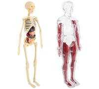 Modèle D'anatomie du Corps pour Garçon et Filles, Squelette et Organes | Éducatif Interactif, Usage École et Maison, Matériaux Ps PP Pvc, Stimule Curiosité et Gestes