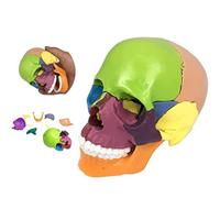 Modèle d'anatomie du crâne Humain 15 pièces sont Amovibles 14 * 12 * 11cm Modèle de crâne Anatomique médical coloré pour