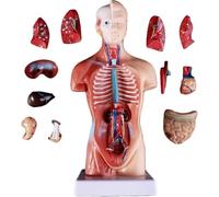 Modèle d'anatomie du cœur des organes internes humains, squelette de 15 pièces amovibles, modèle d'anatomie du torse humain, for les étudiants, les enseignants et les soins médicaux