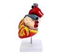 Modèle d'anatomie du cœur Humain 2,5 x, Anatomique démonté, Peut être démonté en 4 Parties, Comprend 49 étiquettes, for Outil pédagogique, Aide pédagogique expérimentale