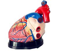 Modèle d'anatomie du cœur humain - 4 fois agrandi anatomiquement précis 3 parties pour la recherche scientifique et l'enseignement, 25 x 23 x 23 cm