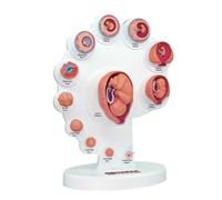 Modèle d'anatomie du développement fœtal, processus de croissance des organes 4D détaillé pour une éducation et un enseignement médicaux améliorés