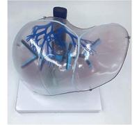 Modèle d'anatomie du foie grandeur nature Simulation d'organe humain Modèle de foie Modèle éducatif d'anatomie médicale Outil d'affichage de présentation