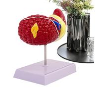 Modèle D'anatomie Du Foie Humain, Anatomique Pathologie Hépatique À Structure Claire Pour L'enseignement Avec Affichage Des Étudiants Réalistes Enseignement Afficher