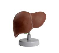 Modèle d'anatomie du foie humain pour l'étude du modèle de foie grandeur nature montre le détail des lobes ligaments vésicule biliaire