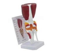 Modèle d'anatomie du genou humain avec outil d'enseignement des ligaments - Modèle d'articulation du genou humain - Fournitures d'enseignement pour l'éducation scientifique