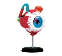 Modèle d'anatomie du Globe oculaire, modèle d'orbite de l'œil Humain, Anatomie médicale des paupières, 32 écrans orbitaux for l'enseignement assisté du modèle d'anatomie de l'œil, modèle d'étude