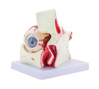 Modèle d'anatomie du globe oculaire pour étude des maladies oculaires 6 x accessoires d'enseignement des organes humains