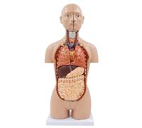 Modèle D'anatomie du Haut du Torse Humain Facile À Assembler, Modèle D'organe Humain 3D De 17 Pouces, Modèle D'organe De 16 Pièces