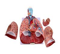 Modèle d'anatomie du Larynx, du Coeur et des Poumons - Modèle d'anatomie Modèle de Structure du Système Respiratoire - Modèle Anatomique de Structure des Organes Internes Amovibles - pour l'