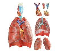 Modèle d'anatomie du larynx du cœur du poumon humain, modèle d'anatomie du système respiratoire humain grandeur nature avec 7 organes amovibles, forme d'anatomie viscérale pulmonaire