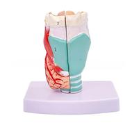 Modèle d'anatomie du larynx humain grandeur nature Modèle anatomique du larynx amovible Anatomie de la gorge humaine pour les maladies étude de la gorge