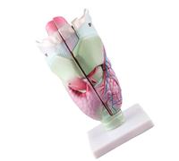 Modèle d'anatomie du larynx humain - Modèle anatomique élargi - Fournitures d'enseignement humain pour salle de classe de sciences - Fournitures d'enseignement anatomique élargies pour l'école