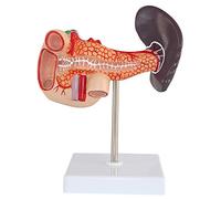 Modèle D'Anatomie Du Pancréas Et De La Rate - Modèle Anatomique D'Organe Humain - Modèle D'Anatomie De La Rate Et Du Duodénum Du Pancréas Humain - Pour L'Affichage D'Étude, Modèle Médical D'Enseignem