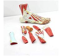 Modèle d'anatomie du pied - Anatomie régionale avec ligaments neurovasculaires, articulation anatomique de la cheville et modèle de ligament vasculaire musculaire pour l'éducation médicale et