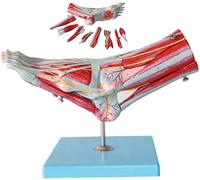 Modèle d'anatomie du pied avec muscles, articulations et ligaments pour | Modèle détaillé d'anatomie du pied à des fins éducatives - Idéal pour les étudiants en médecine et les professionnels pour