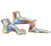 Modèle d'anatomie du pied humain, modèles anatomiques de pathologie