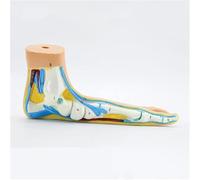 Modèle d'anatomie du pied humain, modèles anatomiques de pathologie