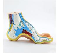 Modèle d'anatomie du pied humain, modèles anatomiques de pathologie