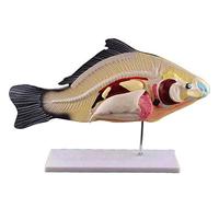 Modèle D'anatomie du Poisson 47 X 19 Cm Anatomie du Poisson Organes d'animaux Modèle Anatomique Modèles dans des Fournitures Extraibles De Laboratoire Outils Éducatifs