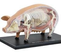 Modèle d'anatomie du porc 4D - Modèle anatomique animal détaillé avec 19 organes détachables for la formation et l'enseignement vétérinaires