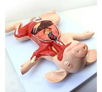 Modèle d'anatomie du Porc, modèle d'anatomie, Embryon de Porc, Organes du Porc, Organes internes, Muscles, nerfs, vétérinaires apprennent l'anatomie