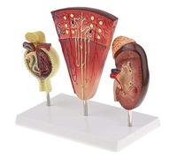 Modèle d'anatomie du Rein pour l'enseignement, Conception détaillée et réaliste avec Structure Interne Claire, pour l'éducation Scolaire et hospitalière