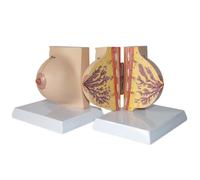 Modèle d'anatomie du sein au repos simulé Modèle de sein non allaitant, modèle d'affichage anatomique de la section sagittale du sein