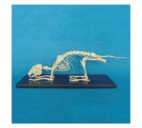 Modèle d'anatomie du squelette de lapin, équipement pédagogique d'instruments biologiques d'os d'animaux, modèle de démonstration d'enseignement vétérinaire