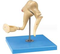 Modèle d'anatomie du squelette humain avec base, affichage des os de l'oreille, modèle d'enseignement en PVC for l'apprentissage des étudiants