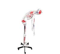 Modèle d'anatomie du squelette humain, colonne vertébrale Flexible pleine taille de 170cm