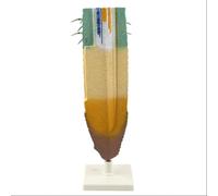 Modèle d'anatomie du système racinaire des Plantes, spécimen de Structure de Profil racinaire en PVC pour l'enseignement de la biologie en t l'étude botanique