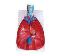 Modèle d'anatomie du système respiratoire Humain 7 pièces Modèle détachable avec poumons cœur Larynx trachée et système vasculaire for l'étude ou l'enseignement des Sciences médicales Comprend
