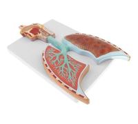Modèle d'anatomie du système respiratoire Humain Modèle d'enseignement Partie Anatomique d'organe Humain Modèle de système respiratoire Grandeur Nature - Coupe longitudinale de la tête